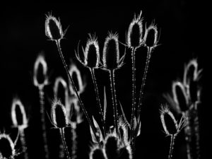 Foetus state of the wild teasel in the back light, close up Foetus state of the wild teasel in the back light, close up