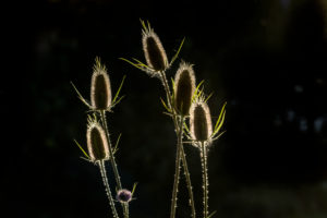 Foetus state of the wild teasel in the back light, close up Foetus state of the wild teasel in the back light, close up