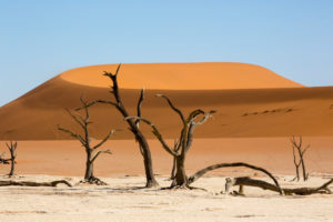 Dead trees in the Deadvlei, near the Sossusvlei, Namib desert, Namibia Dead trees in the Deadvlei, near the Sossusvlei, Namib desert, Namibia