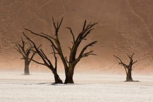 Dead trees in the Deadvlei, near the Sossusvlei, Namib desert, Namibia Dead trees in the Deadvlei, near the Sossusvlei, Namib desert, Namibia