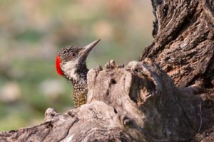 Cardinal woodpecker on tree, Dendropicos fuscescens, close up, Namibia Cardinal woodpecker on tree, Dendropicos fuscescens, close up, Namibia