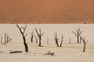 Dead trees in the Deadvlei, near the Sossusvlei, Namib desert, Namibia Dead trees in the Deadvlei, near the Sossusvlei, Namib desert, Namibia
