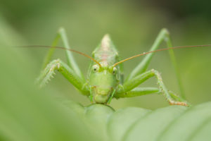 Heuschrecke / Grünes Heupferd, Tettigonia viridissima, auf Blatt sitzend, close-up Heuschrecke / Grünes Heupferd, Tettigonia viridissima, auf Blatt sitzend, close-up