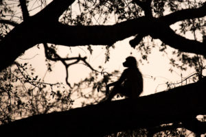 Baboon sitting on branch, silhouette in the evening light, Namibia Baboon sitting on branch, silhouette in the evening light, Namibia