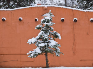 Colorado, Manitou Springs, snow-covered tree in front of adobe architecture Colorado, Manitou Springs, snow-covered tree in front of adobe architecture