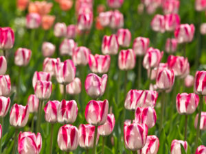 Tulips Tulips