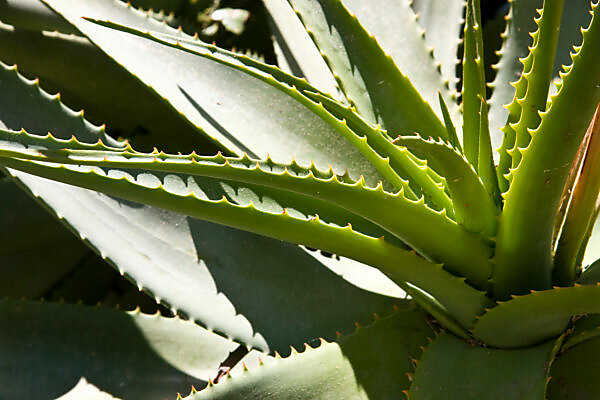 where can you buy aloe Buy Dawe's Aloe Phoenix, AZ | Aloe dawei