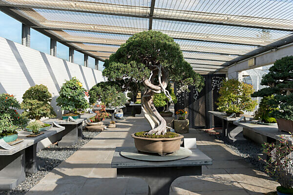 Bildagentur | mauritius images | crespi bonsai museum,parabiago,italy