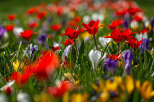 Blühende Krokusse und Tulpen Blühende Krokusse und Tulpen