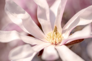 Nahaufnahme einer Magnolie Nahaufnahme einer Magnolie