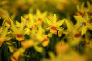Daffodils (daffodils) Daffodils (daffodils)