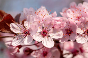 Close up of cherry blossoms Close up of cherry blossoms
