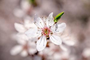 Nahaufnahme einer Kirschblüte Nahaufnahme einer Kirschblüte
