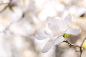 Magnolie Magnolie