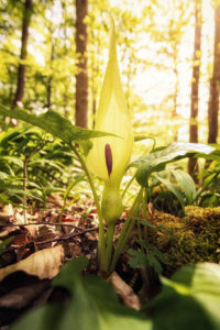 Close-up of an arum Close-up of an arum