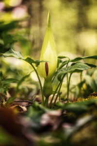 Close-up of an arum Close-up of an arum