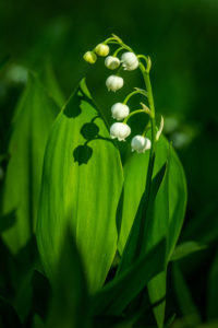 lily of the valley lily of the valley