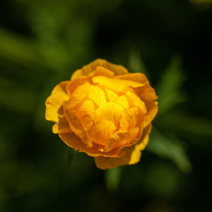 Trollblume Trollblume