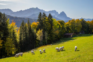 Autumn shot of sheep on meadow against Wetterstein Mountains with Alpspitze, Zugspitze and Waxensteine, blue sky, trees, Garmisch-Partenkirchen, Upper Bavaria, Bavaria, southern Germany, Germany Autumn shot of sheep on meadow against Wetterstein Mountains with Alpspitze, Zugspitze and Waxensteine, blue sky, trees, Garmisch-Partenkirchen, Upper Bavaria, Bavaria, southern Germany, Germany