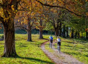 Man and woman mountain biking through Baumallee in autumn above the Hasental in Garmisch-Partenkirchen, Upper Bavaria, Bavaria, southern Germany, Germany Man and woman mountain biking through Baumallee in autumn above the Hasental in Garmisch-Partenkirchen, Upper Bavaria, Bavaria, southern Germany, Germany