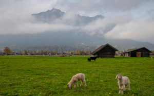 Young white and black sheep, baby sheep, young sheep, lamb, domestic sheep, Ovis gmelini aries, green meadow, Kramer, Bauernstadel, clouds, fog, Garmisch-Partenkirchen, Upper Bavaria, Bavaria, southern Germany, Germany Young white and black sheep, baby sheep, young sheep, lamb, domestic sheep, Ovis gmelini aries, green meadow, Kramer, Bauernstadel, clouds, fog, Garmisch-Partenkirchen, Upper Bavaria, Bavaria, southern Germany, Germany