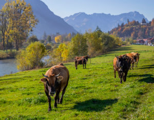 Cows (Murnau-Werdenfelser-Rind) on meadow near Eschenlohe in autumn against Wetterstein Mountains with Alpspitze and Zugspitze, blue sky, trees, Garmisch-Partenkirchen, Upper Bavaria, Bavaria, southern Germany, Germany Cows (Murnau-Werdenfelser-Rind) on meadow near Eschenlohe in autumn against Wetterstein Mountains with Alpspitze and Zugspitze, blue sky, trees, Garmisch-Partenkirchen, Upper Bavaria, Bavaria, southern Germany, Germany