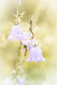 Bluebells, Glockenblumen mit Wassertropfen am Morgen Bluebells, Glockenblumen mit Wassertropfen am Morgen