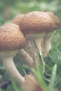 Eine kleine Familie Pilze im Herbst, Eine kleine Familie Pilze im Herbst,