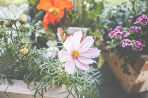Schmuckkörbchen, Cosmos bipinnatus oder auch Cosmea ist eine schöne Pflanze für Garten und Terrasse. Schmuckkörbchen, Cosmos bipinnatus oder auch Cosmea ist eine schöne Pflanze für Garten und Terrasse.