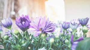 Kapkörbchen in Töpfe und Körbe pflanzen. Vorbereitung für die Gartensaison. Kapkörbchen in Töpfe und Körbe pflanzen. Vorbereitung für die Gartensaison.