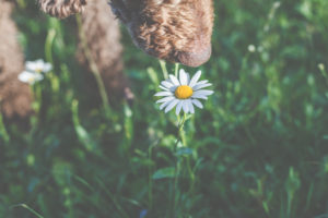 Ein Hund, ein Pudel riecht an einer Margeritenblüte. Frühling - Der Garten blüht im Sonnenlicht. Ein Hund, ein Pudel riecht an einer Margeritenblüte. Frühling - Der Garten blüht im Sonnenlicht.