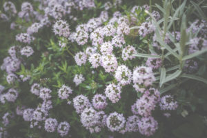 Die kleinen, rosa Blüten der Steingarten-Staude Gebirgs-Thymian, Thymus praecox. Die kleinen, rosa Blüten der Steingarten-Staude Gebirgs-Thymian, Thymus praecox.