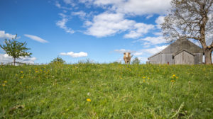 The blue sky with white clouds over Bavaria. A cow in a meadow. The blue sky with white clouds over Bavaria. A cow in a meadow.