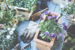 Kapkörbchen in Töpfe und Körbe pflanzen. Vorbereitung für die Gartensaison. Kapkörbchen in Töpfe und Körbe pflanzen. Vorbereitung für die Gartensaison.