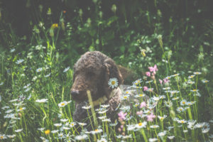 A dog, a poodle lies in a meadow. Spring - The garden blooms in the sunlight. A dog, a poodle lies in a meadow. Spring - The garden blooms in the sunlight.
