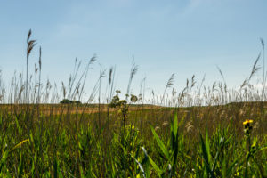 Blauer Himmel, Schilf, Gras und Sonnenschein bis zum Horizont. Blauer Himmel, Schilf, Gras und Sonnenschein bis zum Horizont.