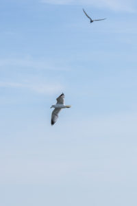 Zwei Möwen am Himmel ziehen ihre Kreise und beobachten das Meer. Zwei Möwen am Himmel ziehen ihre Kreise und beobachten das Meer.