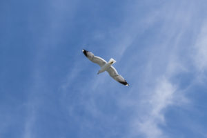 Eine Möwe fliegt am Blauen Himmel - Sinnbild für Urlaub und Erholung am Meer. Eine Möwe fliegt am Blauen Himmel - Sinnbild für Urlaub und Erholung am Meer.