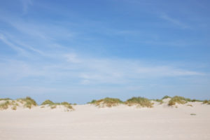 Schilf und Gras auf der Düne in Amrum, eine Insel in der deutschen Nordsee - Sand soweit das Auge reicht. Wittdün Schilf und Gras auf der Düne in Amrum, eine Insel in der deutschen Nordsee - Sand soweit das Auge reicht. Wittdün