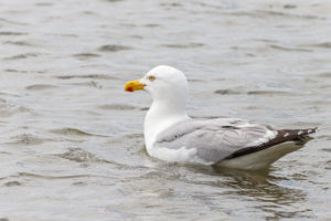 Eine Möwe schwimmt im Wasser der Nordsee. Nahaufnahme Eine Möwe schwimmt im Wasser der Nordsee. Nahaufnahme