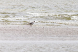 Eine Möwe am Strand sucht ihr Futter im Sand. Eine Möwe am Strand sucht ihr Futter im Sand.
