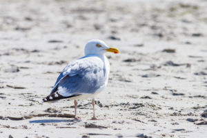 Eine Möwe im Sand. Ein aufmerksamer Beobachter. Eine Möwe im Sand. Ein aufmerksamer Beobachter.