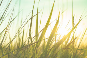 Grasses and meadows on the dike in sunset, St.Peter Ording, North Sea, Wadden Sea, close-up in the backlight. Grasses and meadows on the dike in sunset, St.Peter Ording, North Sea, Wadden Sea, close-up in the backlight.
