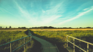 Gräser und Wiesen am Deich im Sonnenuntergang, St.Peter Ording, Nordsee, Wattenmeer Gräser und Wiesen am Deich im Sonnenuntergang, St.Peter Ording, Nordsee, Wattenmeer