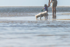 Leisure, sea, people - relaxation on the Wadden Sea. White dog sniffs the sea water. In the background woman with child and toys. Leisure, sea, people - relaxation on the Wadden Sea. White dog sniffs the sea water. In the background woman with child and toys.