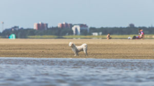 Leisure time and the sea - on the Wadden Sea. A small white dog looks out to sea. In the background the houses of St. Peter Ording Leisure time and the sea - on the Wadden Sea. A small white dog looks out to sea. In the background the houses of St. Peter Ording
