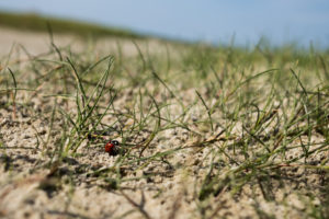 Ladybug in the sand, grass and mud flats Ladybug in the sand, grass and mud flats