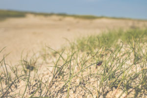 Ladybug in the sand, grass and mud flats Ladybug in the sand, grass and mud flats