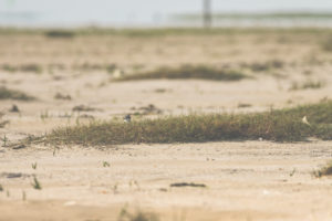 A little bird cub waits for its parents in the sand of the Wadden Sea. A little bird cub waits for its parents in the sand of the Wadden Sea.