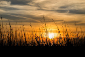 Grasses on the beach in the last sunlight - sunset with silhouette Grasses on the beach in the last sunlight - sunset with silhouette